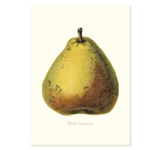 Beurre Rousselon Pear Art Print