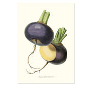 Petrosowood Turnip Art Print