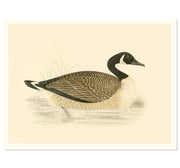 Vintage Canadian Goose Art Print