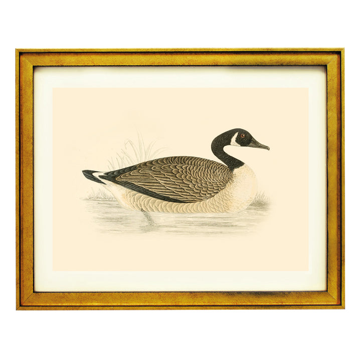 Vintage Canadian Goose Art Print