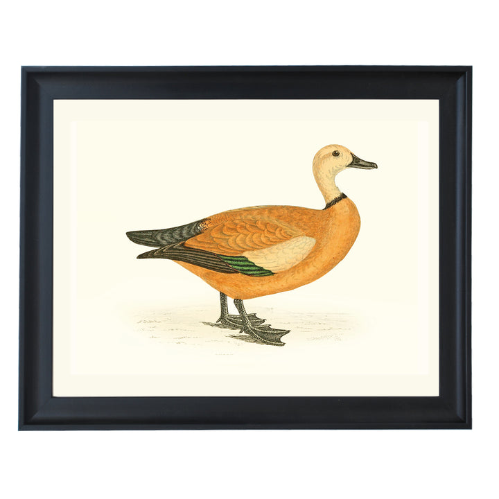 Waterfowl Duck Art Print