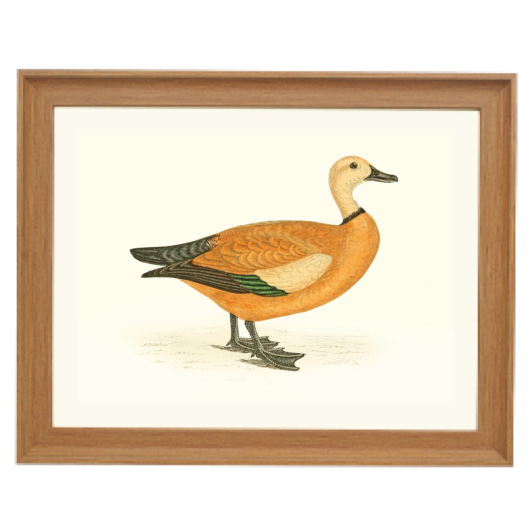 Waterfowl Duck Art Print