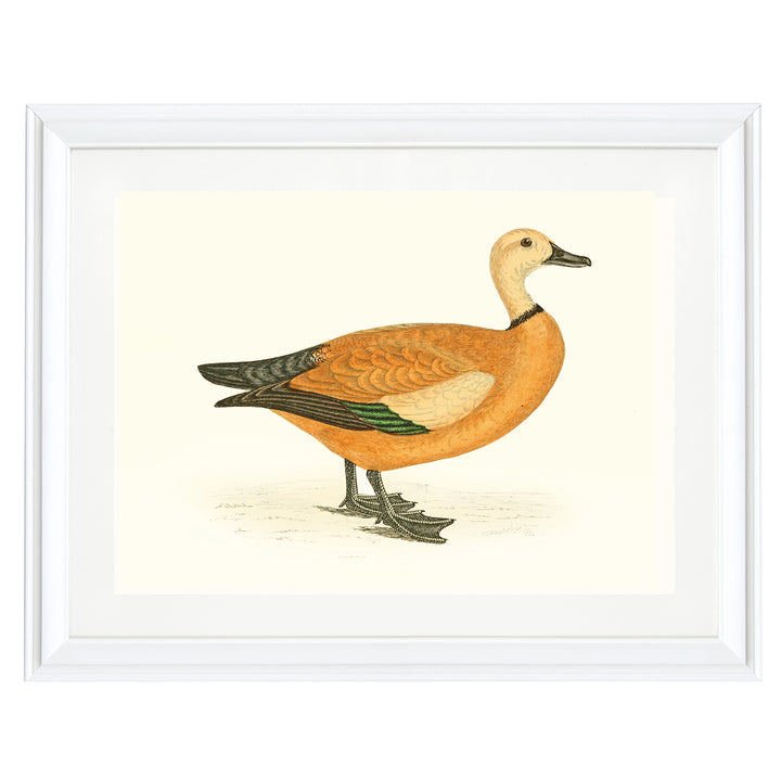 Waterfowl Duck Art Print