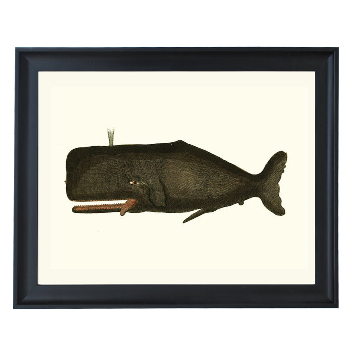 Vintage Whale Art Print