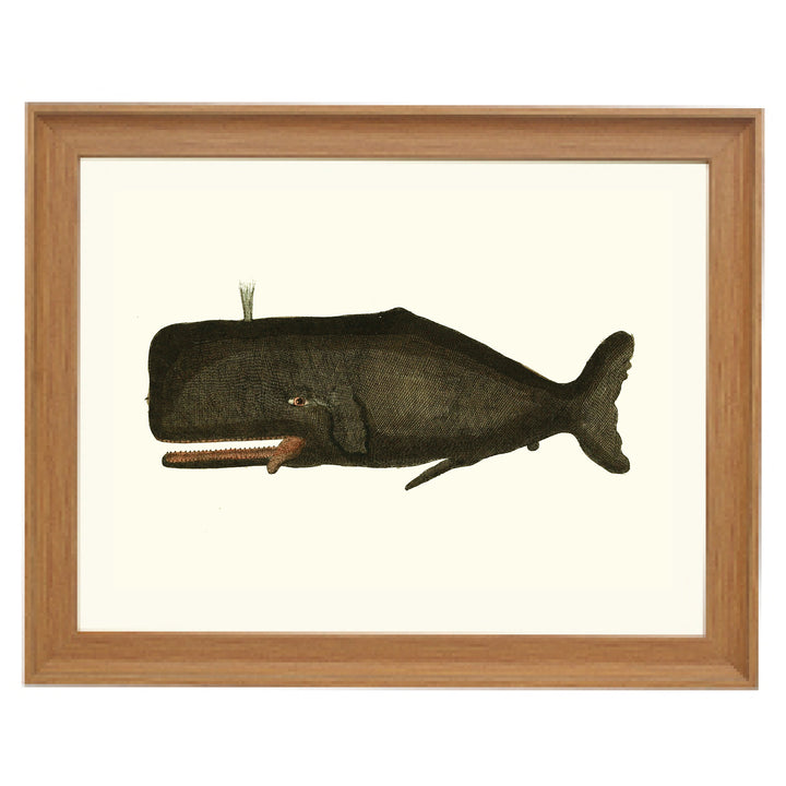 Vintage Whale Art Print