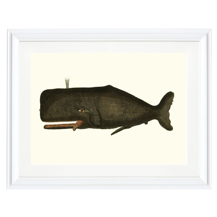 Vintage Whale Art Print