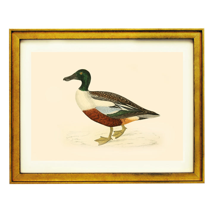 Northern Shoveler Duck Art Print