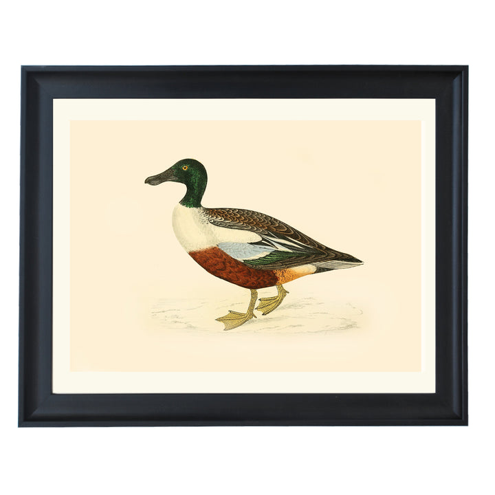 Northern Shoveler Duck Art Print