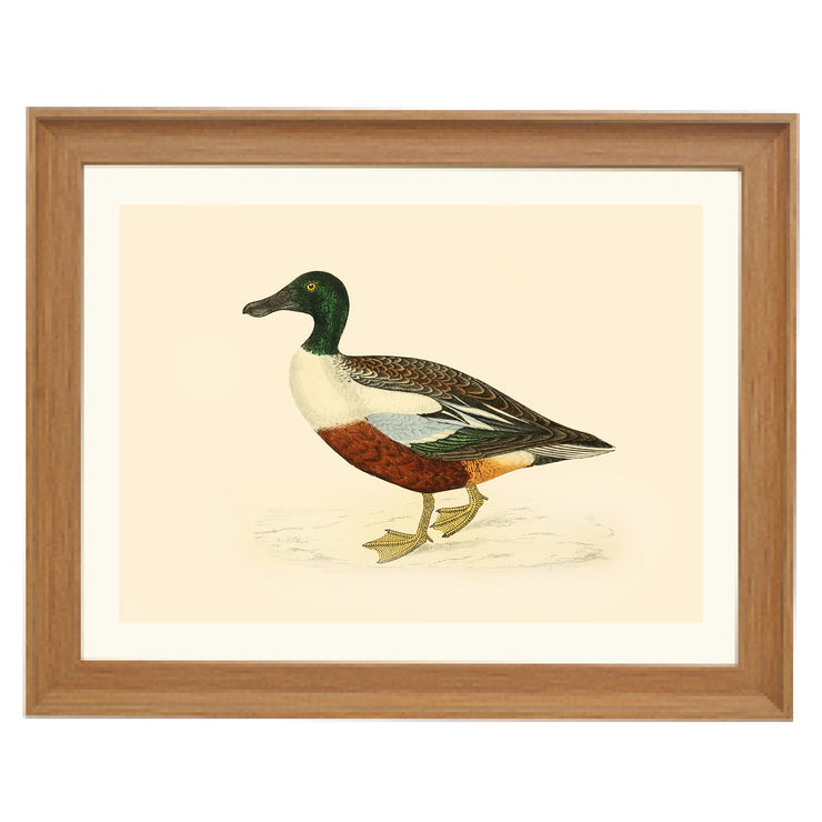 Northern Shoveler Duck Art Print