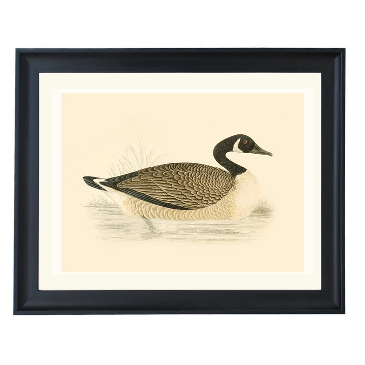 Vintage Canadian Goose Art Print