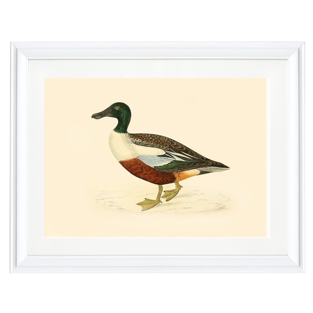 Northern Shoveler Duck Art Print