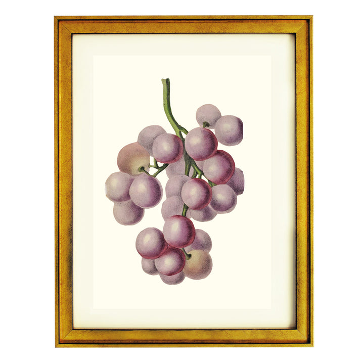 Bunch Of Red Grapes Art Print