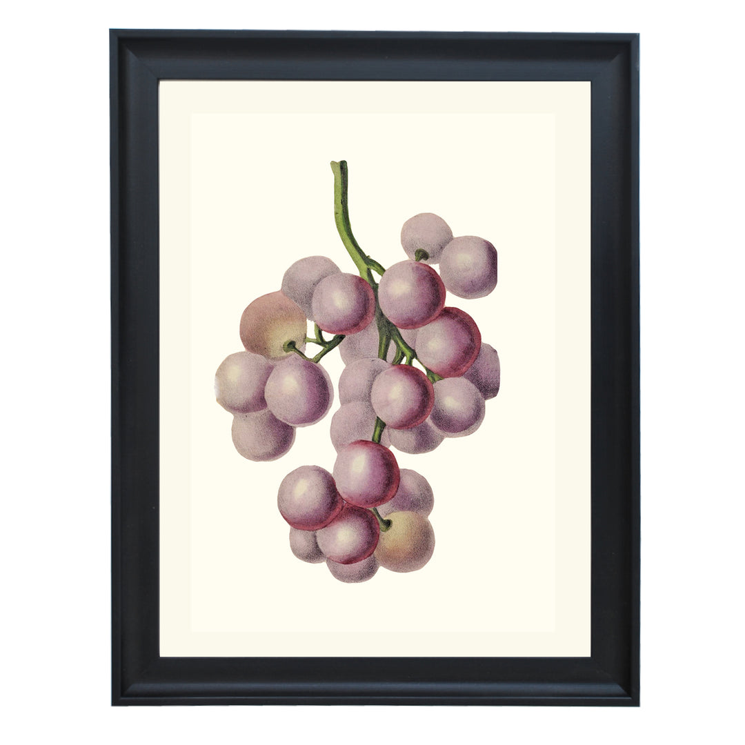 Bunch Of Red Grapes Art Print