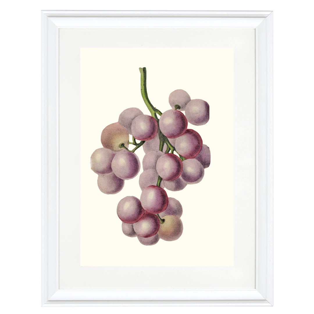 Bunch Of Red Grapes Art Print