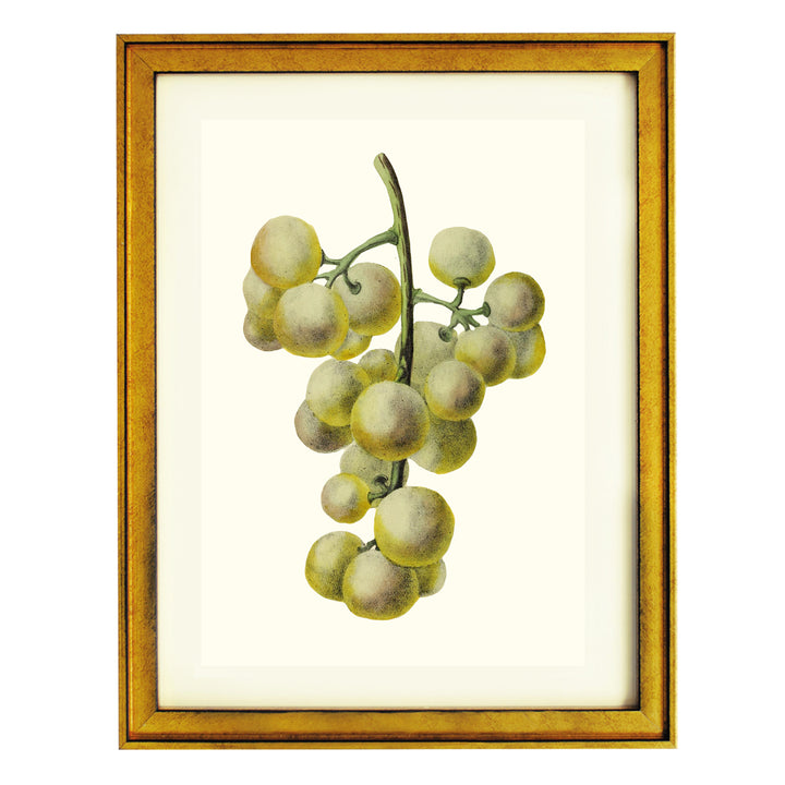 Bunch of Green Grapes Art Print