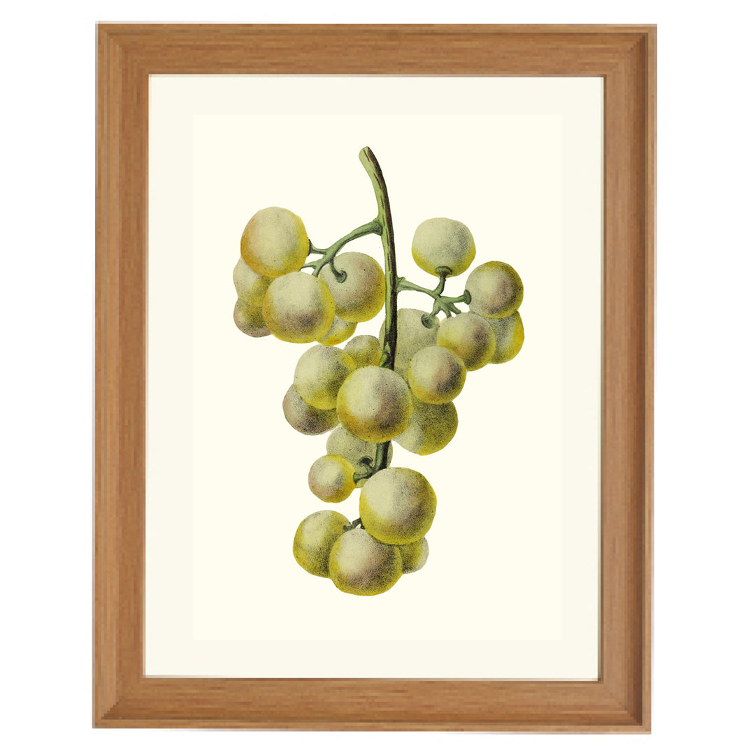 Bunch of Green Grapes Art Print