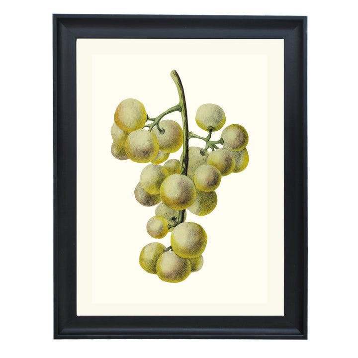 Bunch of Green Grapes Art Print