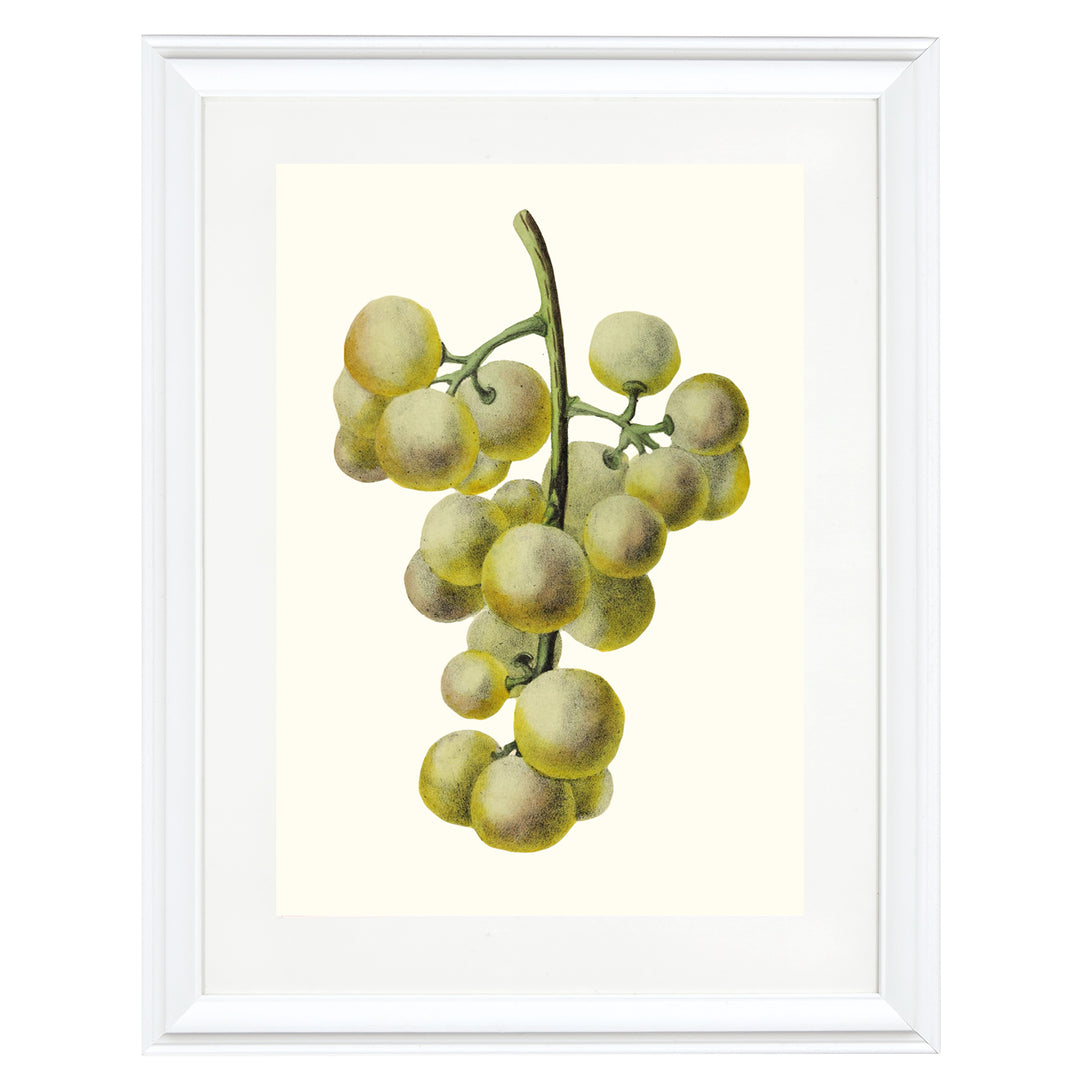 Bunch of Green Grapes Art Print