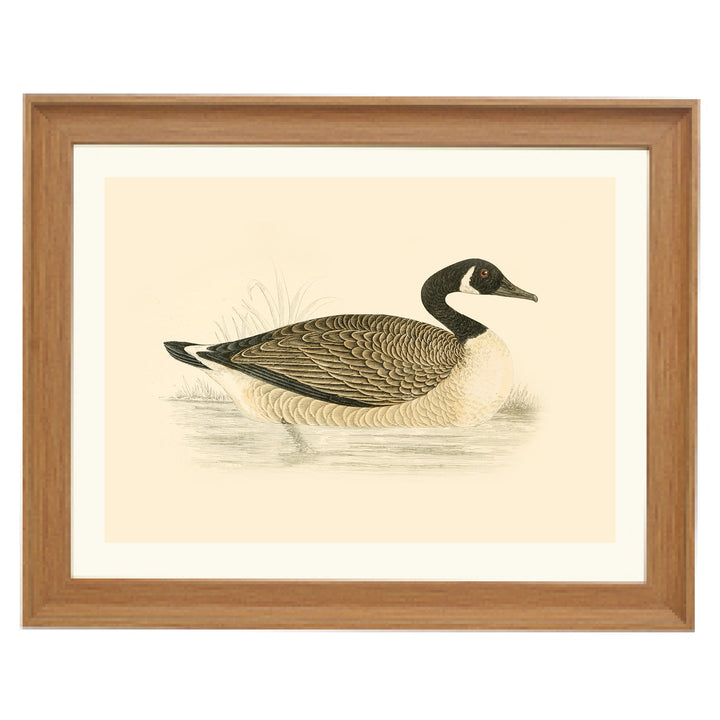 Vintage Canadian Goose Art Print