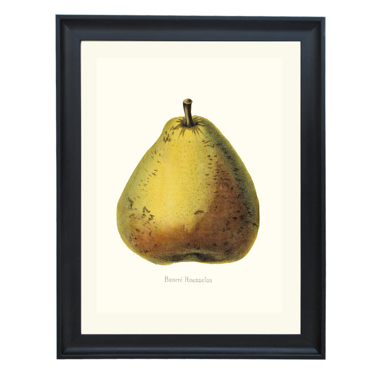 Beurre Rousselon Pear Art Print