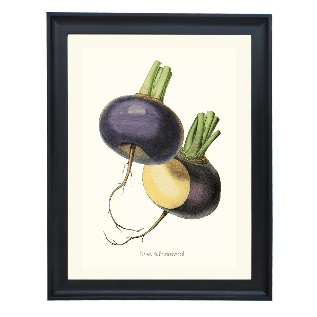 Petrosowood Turnip Art Print