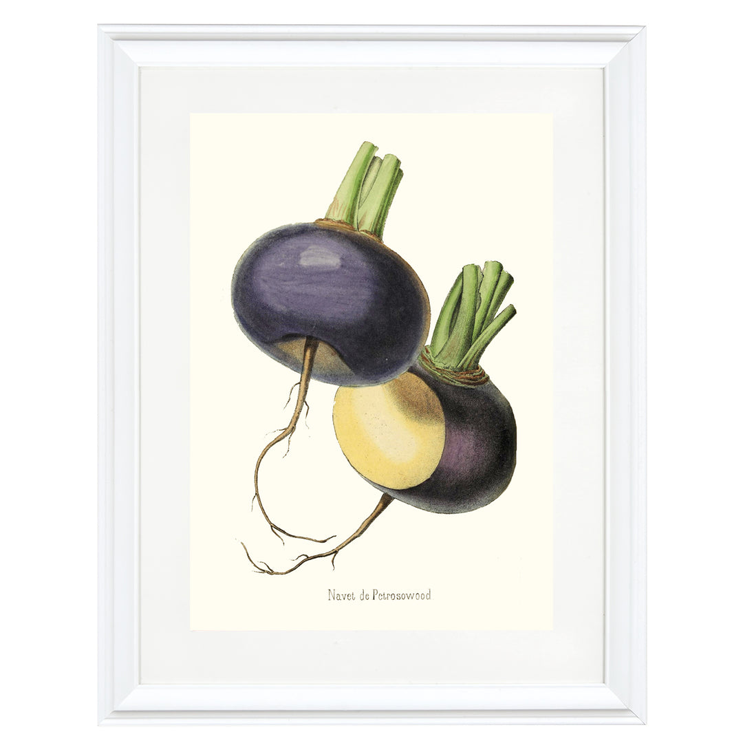 Petrosowood Turnip Art Print