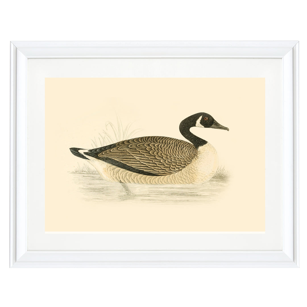 Vintage Canadian Goose Art Print