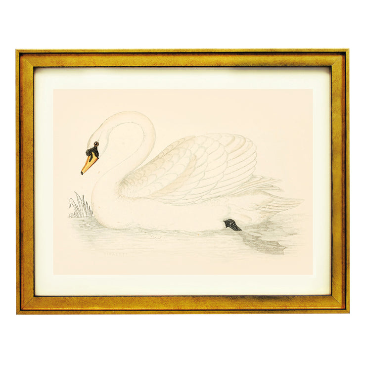 Vintage Swan Art Print