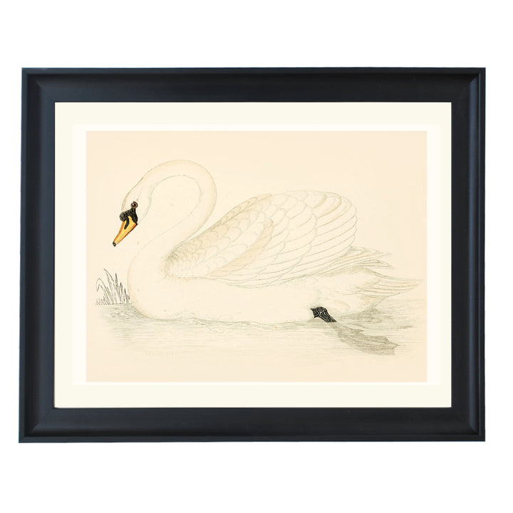 Vintage Swan Art Print