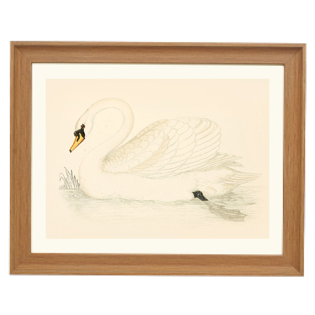 Vintage Swan Art Print