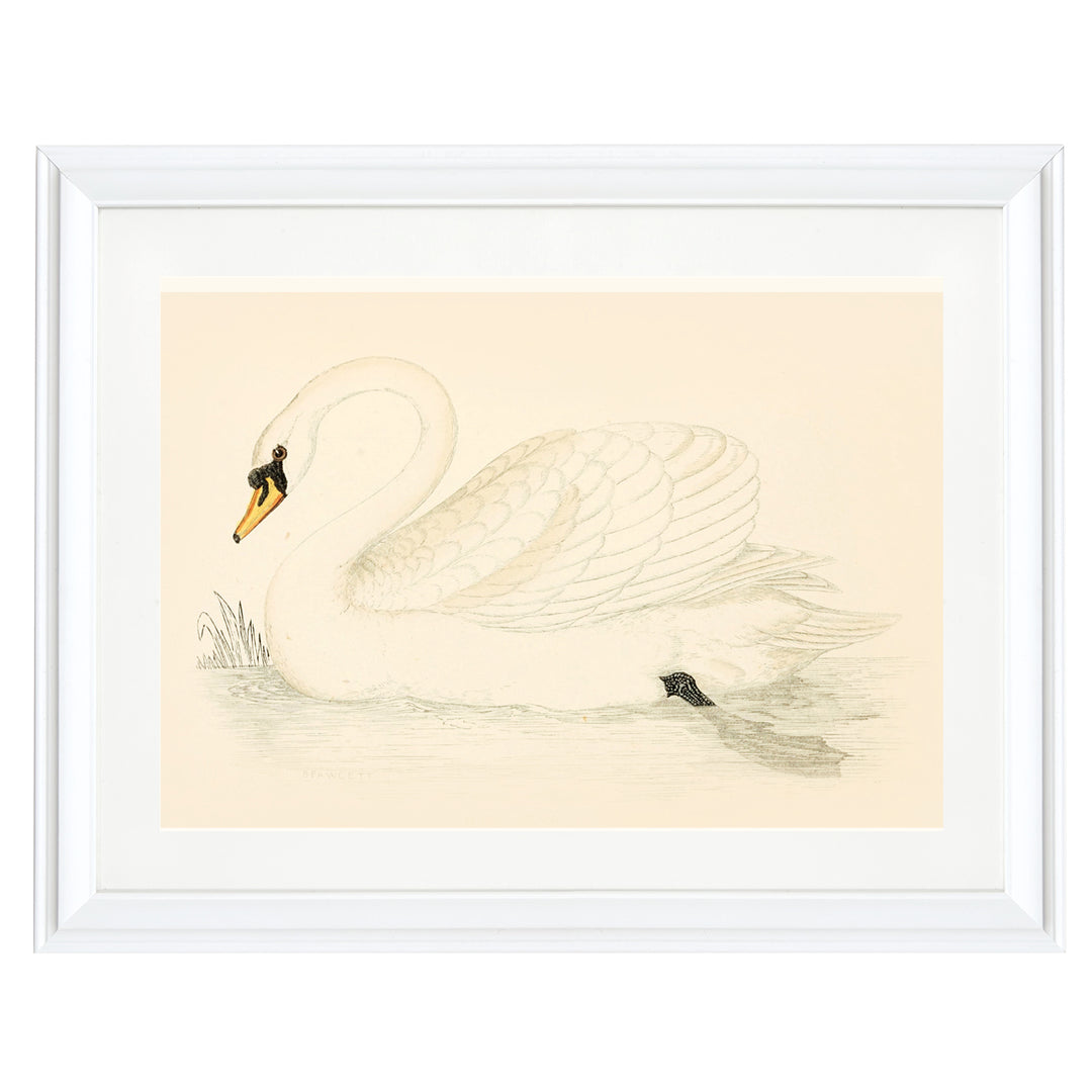 Vintage Swan Art Print