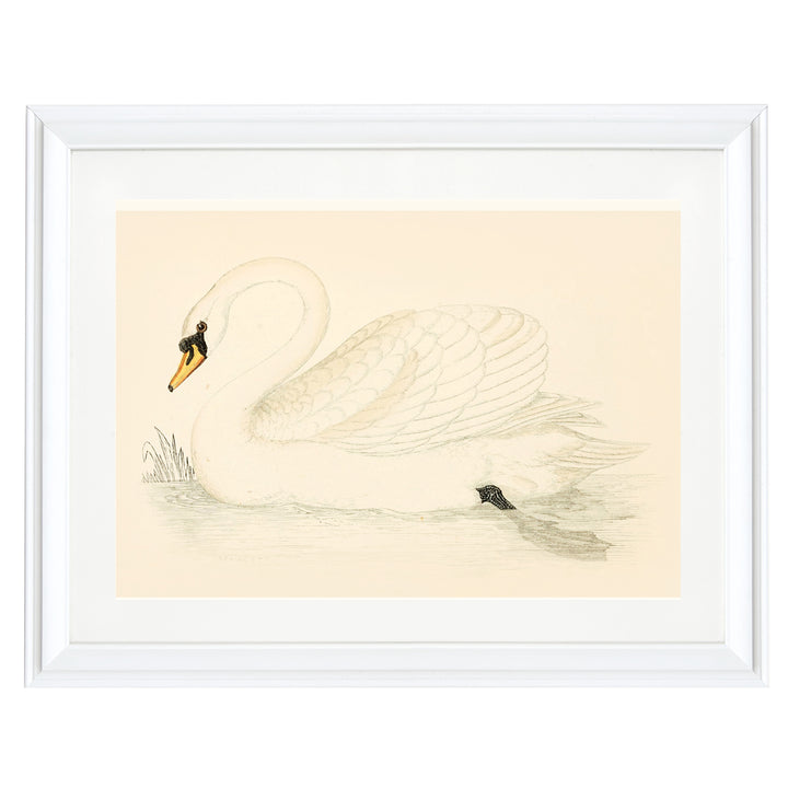 Vintage Swan Art Print