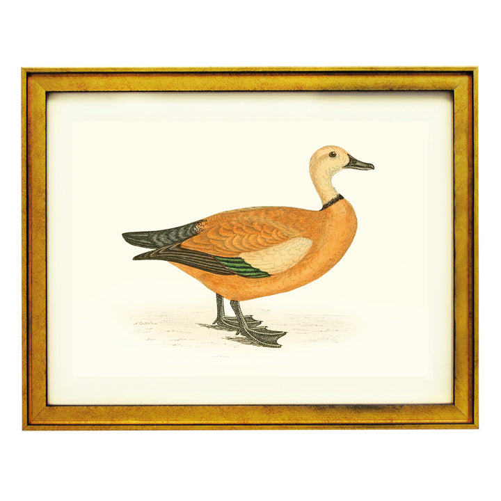 Waterfowl Duck Art Print