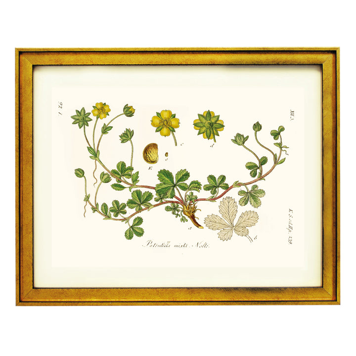 Golden Cinquefoil Art Print