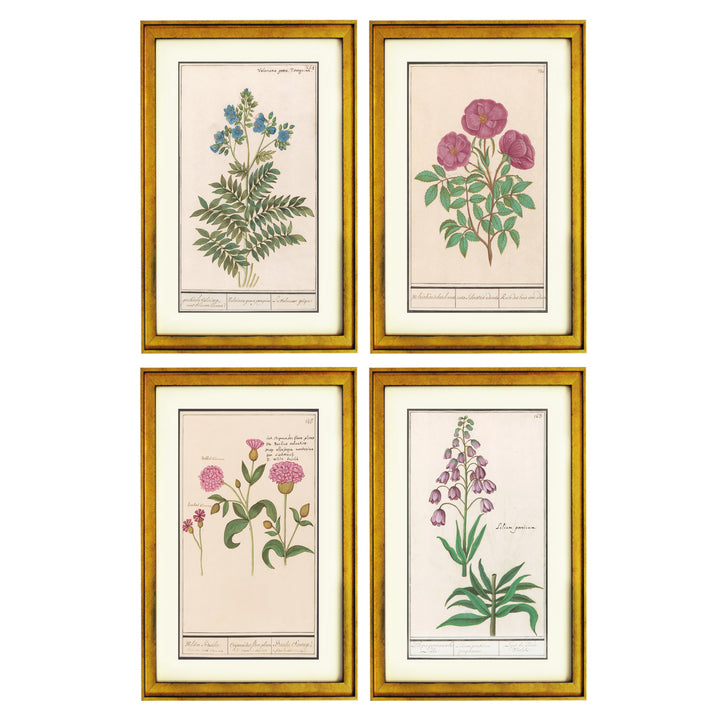 Wildflower Wonders Collection