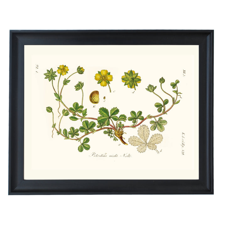 Golden Cinquefoil Art Print