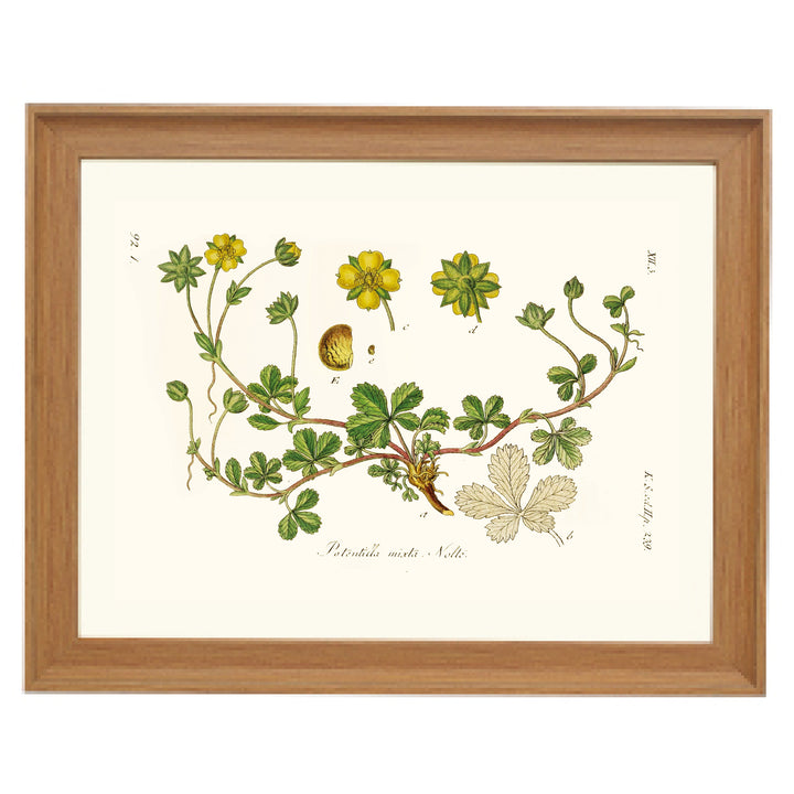 Golden Cinquefoil Art Print