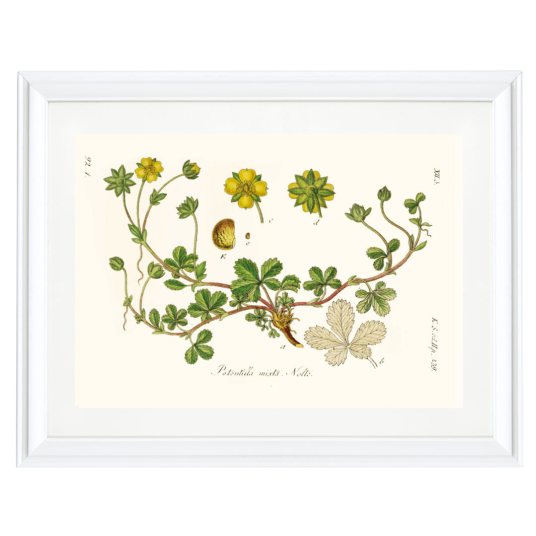 Golden Cinquefoil Art Print