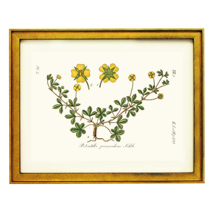 Potentilla Precumbens Art Print