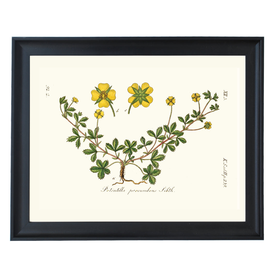 Potentilla Precumbens Art Print