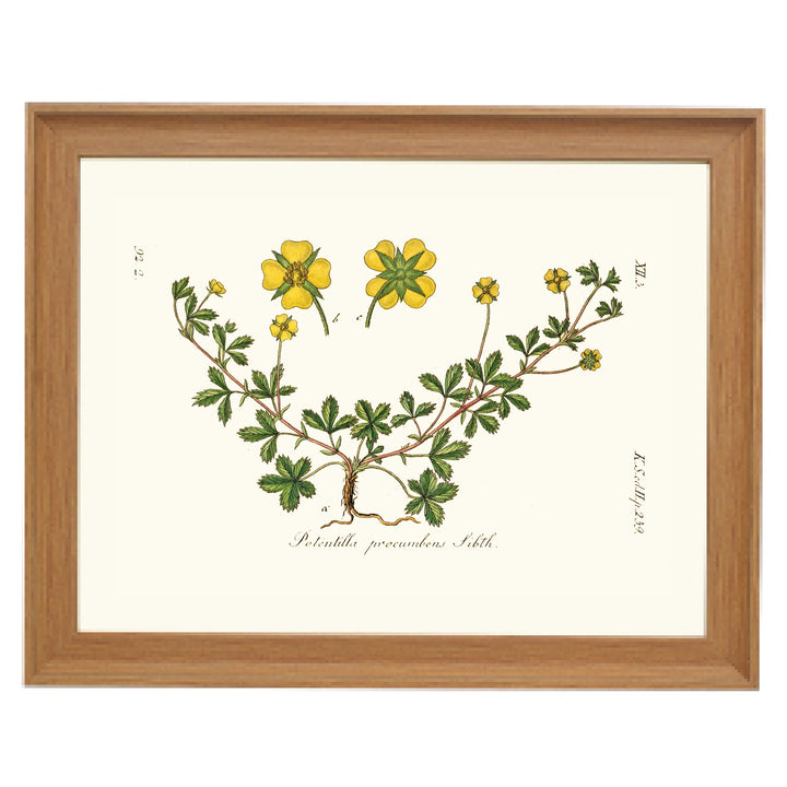 Potentilla Precumbens Art Print