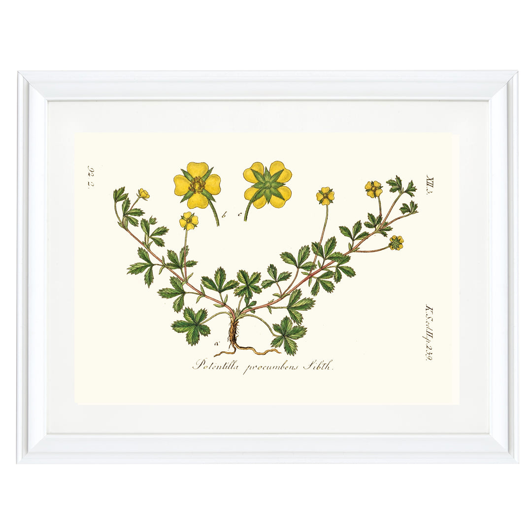 Potentilla Precumbens Art Print