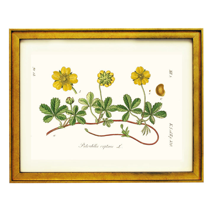 Potentilla Reptans L. Art Print