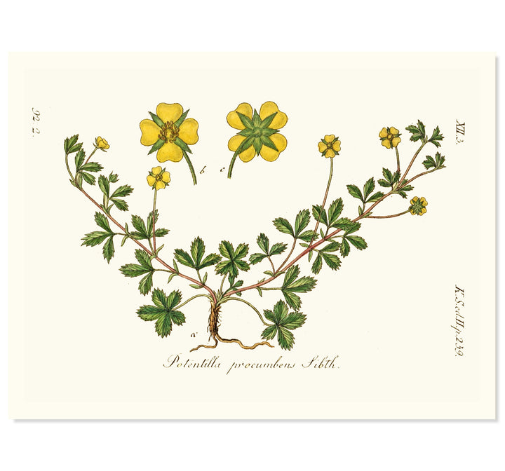 Potentilla Precumbens Art Print