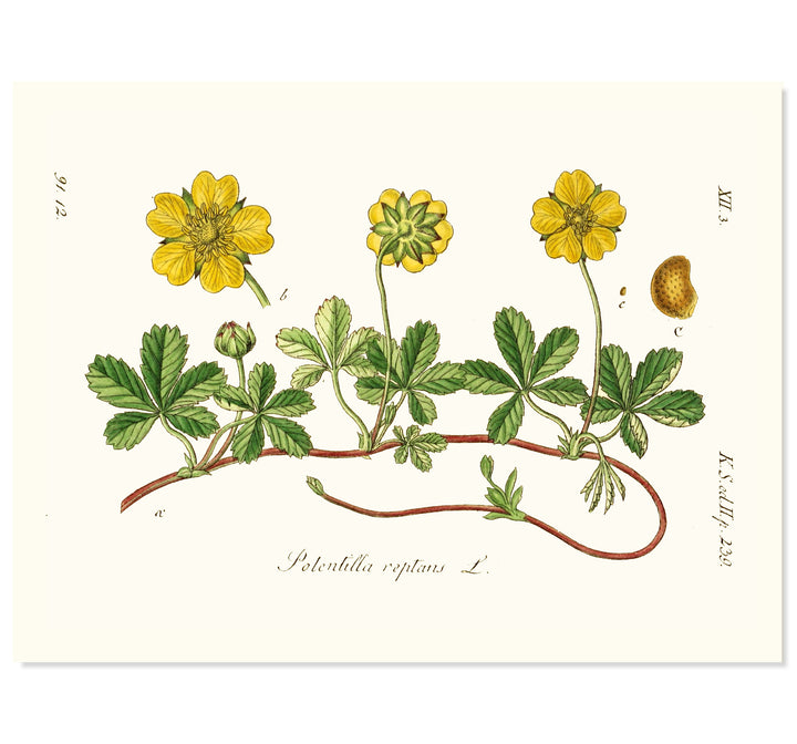 Potentilla Reptans L. Art Print