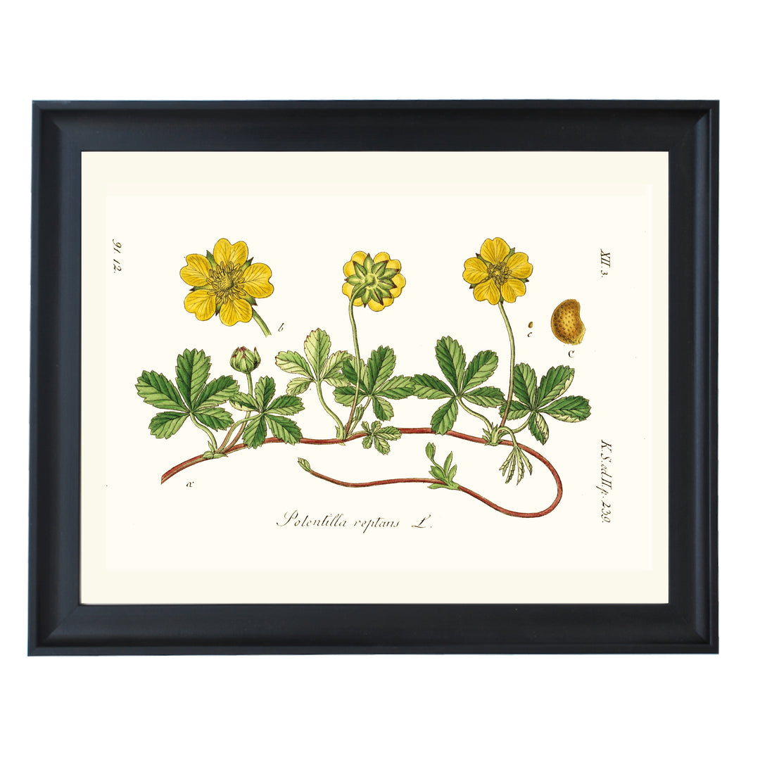 Potentilla Reptans L. Art Print