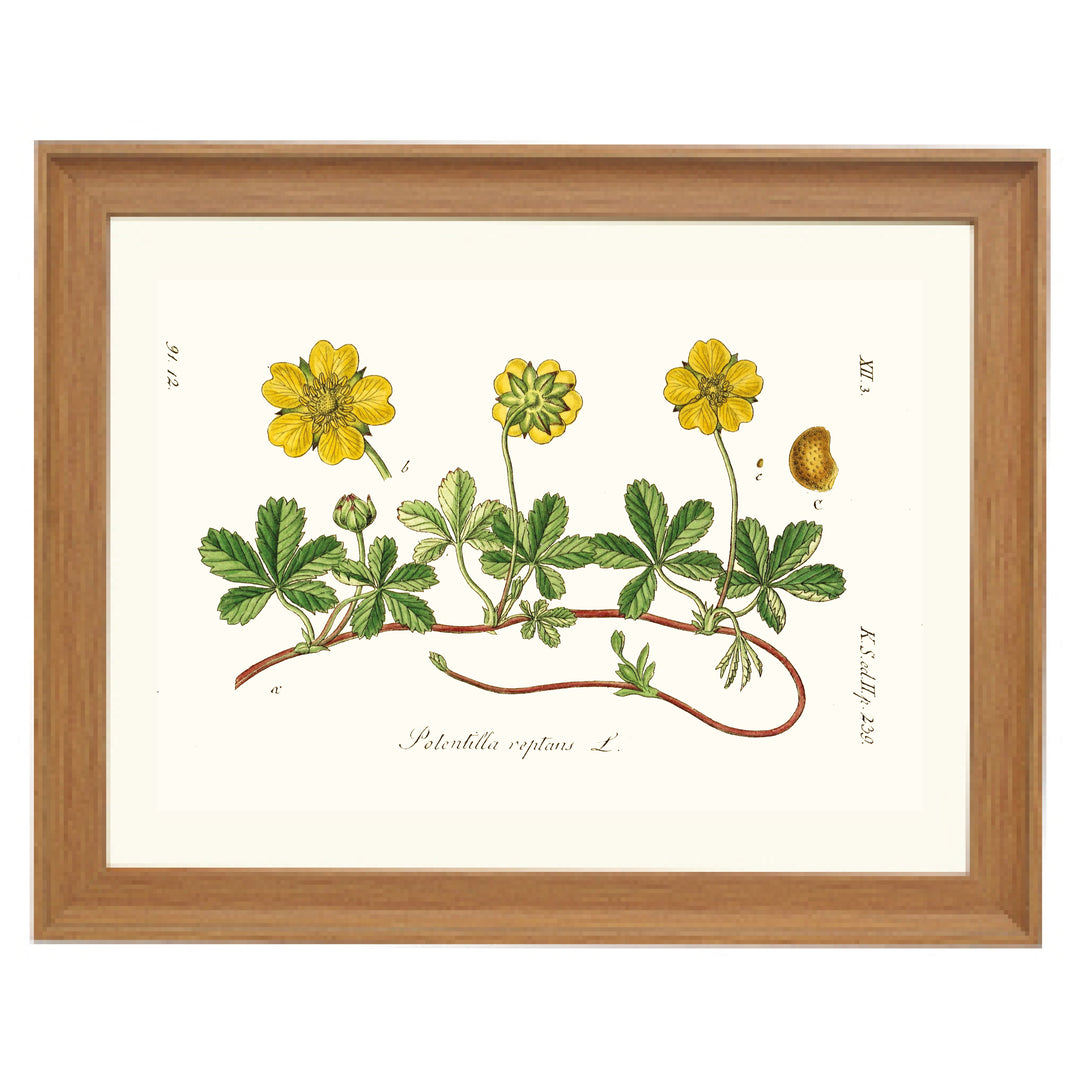 Potentilla Reptans L. Art Print