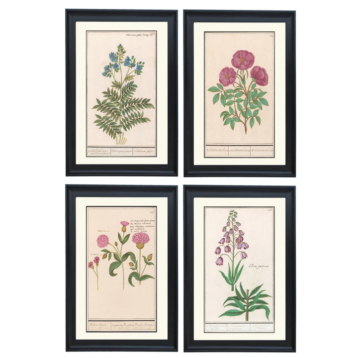 Wildflower Wonders Collection