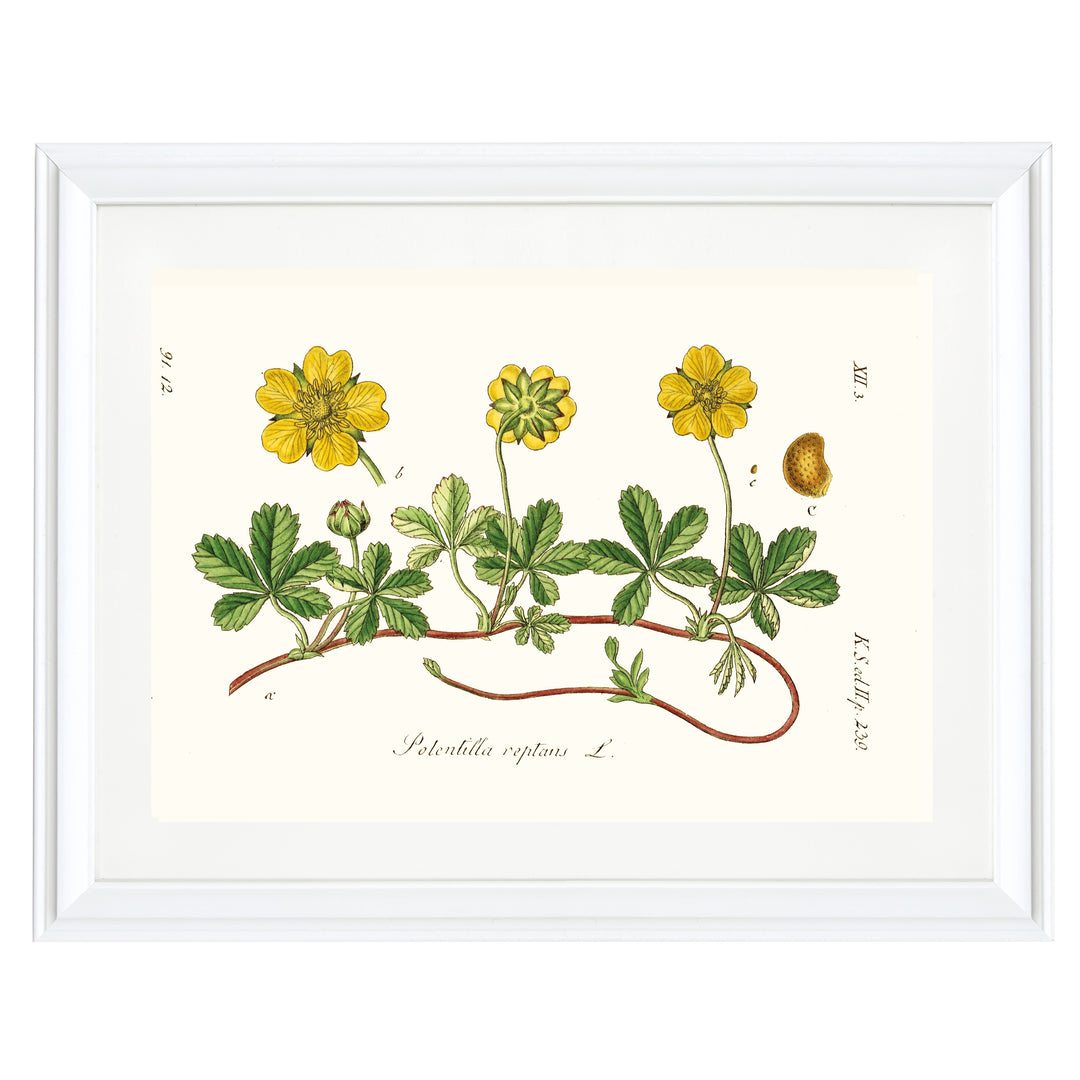 Potentilla Reptans L. Art Print