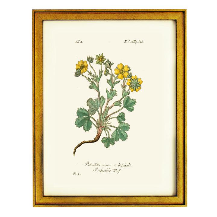 Potentilla Cinerea Art Print